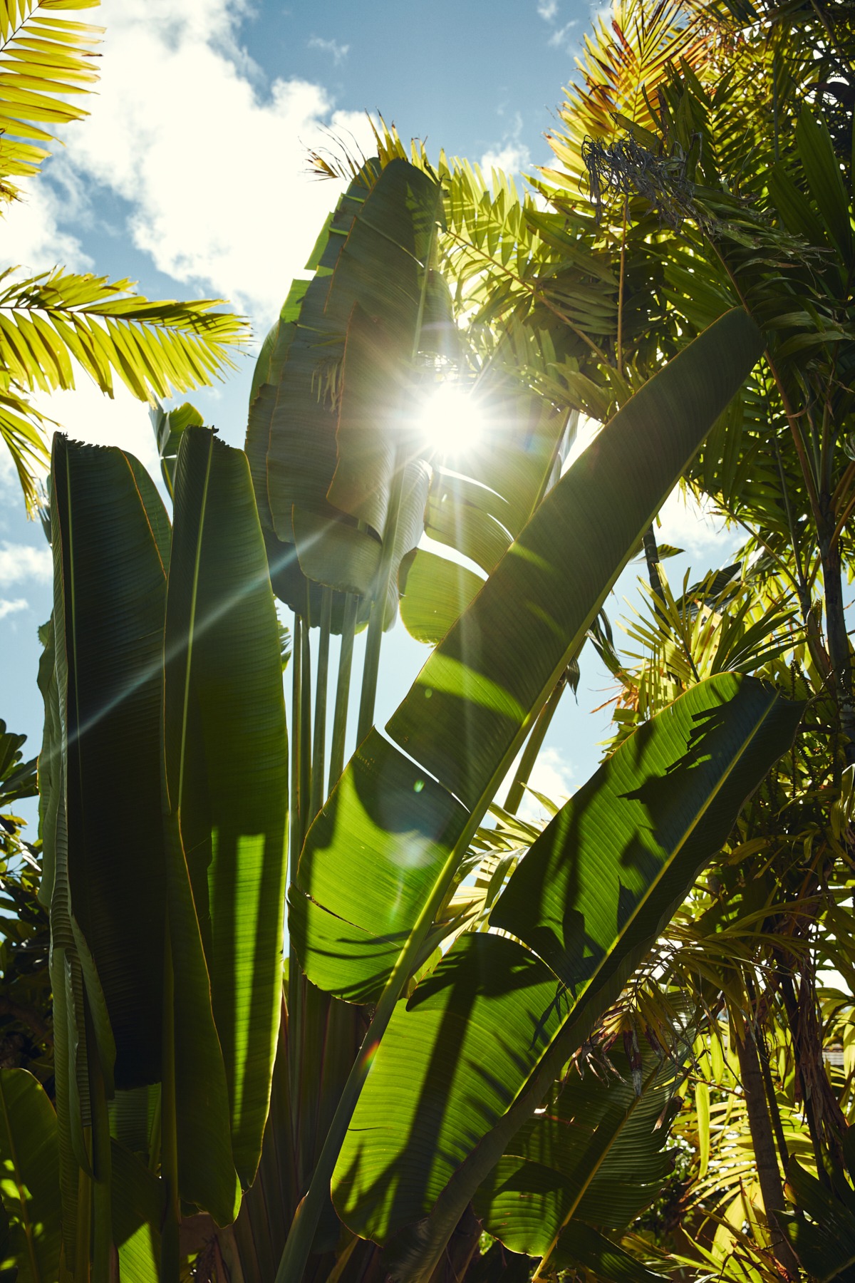 l&t campaign hawaii oahu (76 images) by Mike Meyer Photography