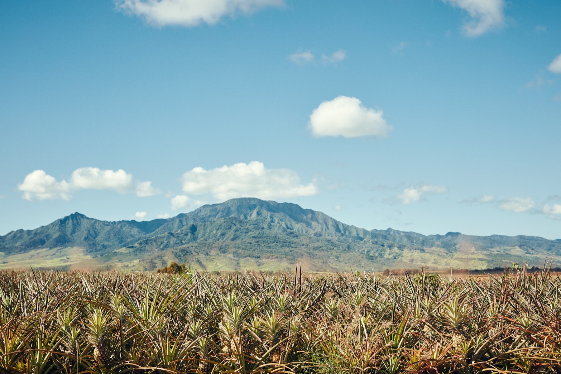 l&t campaign hawaii oahu (76 images) by Mike Meyer Photography