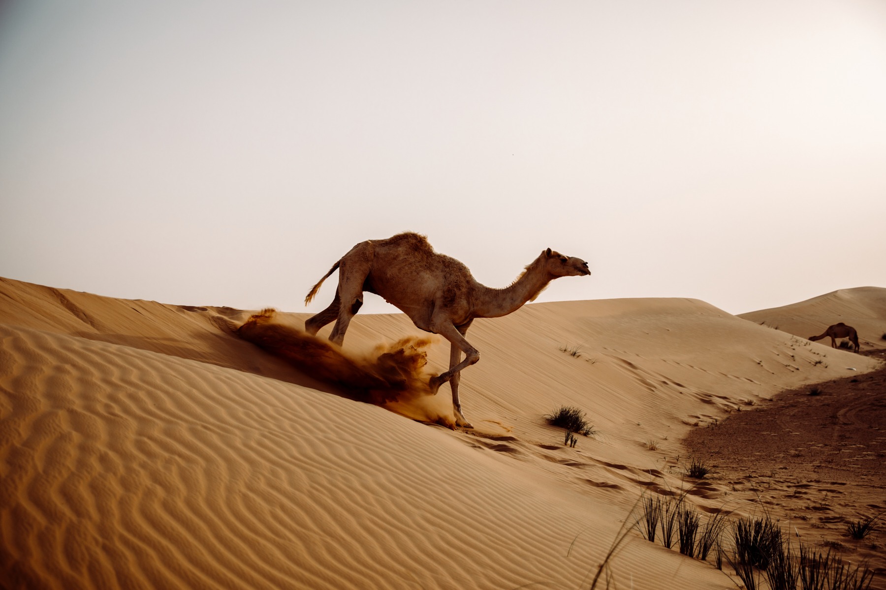 arabic culture collection ministry of abu dhabi (18 images) by Mike Meyer Photography