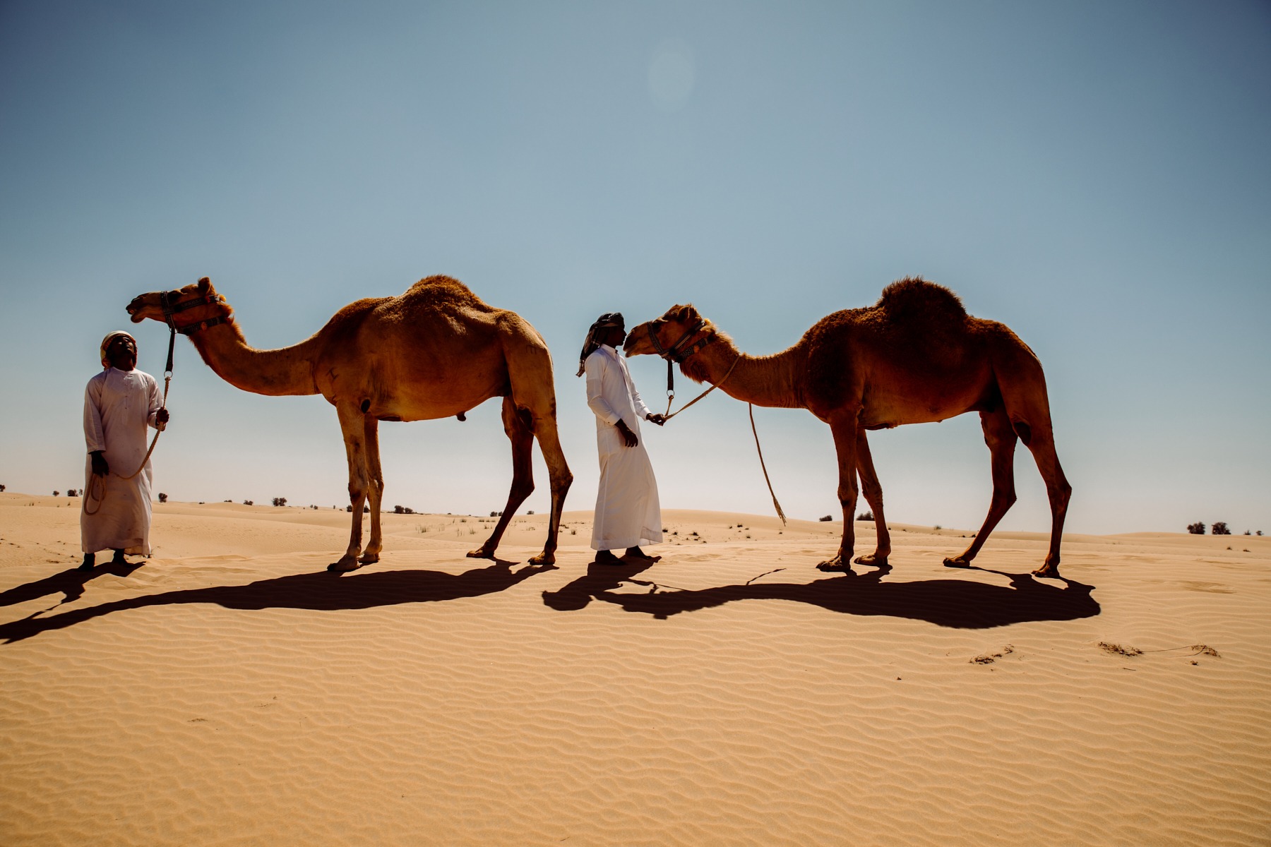 arabic culture collection ministry of abu dhabi (18 images) by Mike Meyer Photography